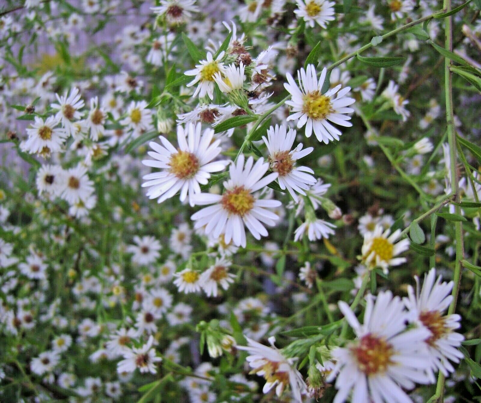 100+PRAIRIE ASTER Seeds Perennial Native Wildflower Summer Fall Garden Container