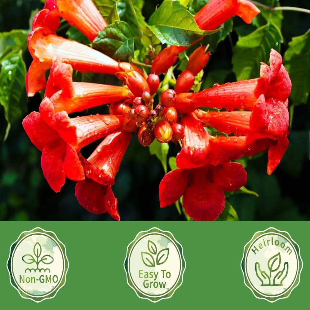Fast-Growing Hummingbird Trumpet Vine Seed Pack – 100 Non-GMO Heirloom Seeds
