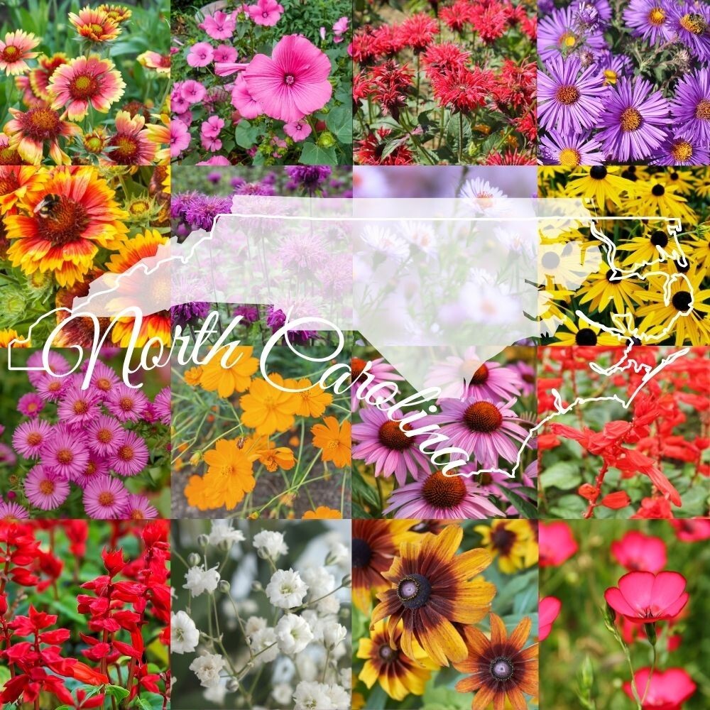 1/2LB North Carolina Bulk Wildflower Seed Mix 1lb Covers 2,000sq-ft