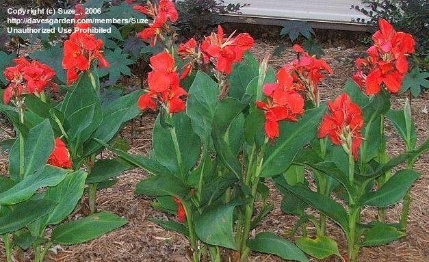The President Dwarf Canna Lily Tropical Flower 3 Live Potted Plant 2 to 4 ft