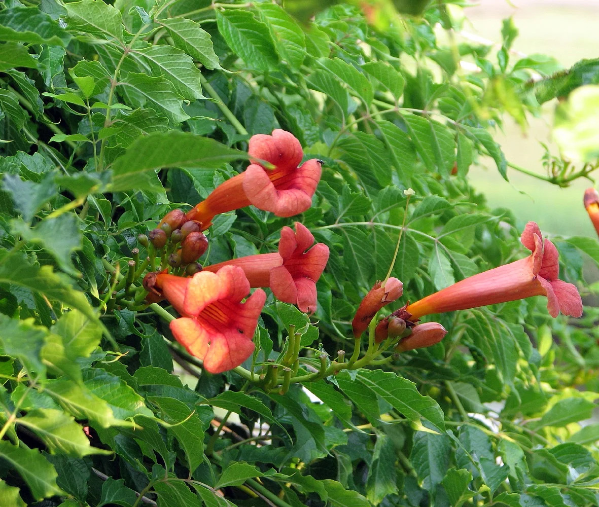 Trumpet Vine – Campsis Radicans – 2.5″ Pot