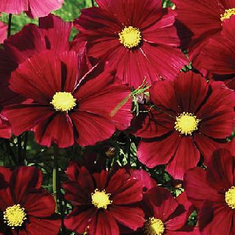 Cosmos Rubenza 250 seeds