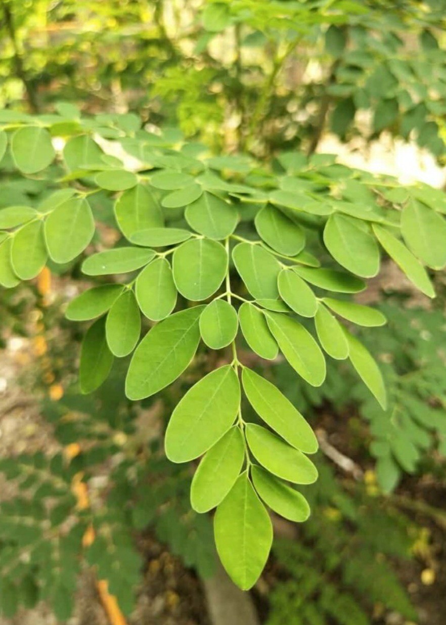 20 Moringa Oleifera Seeds Organic NON GMO For Planting Sprouting Food Superfood