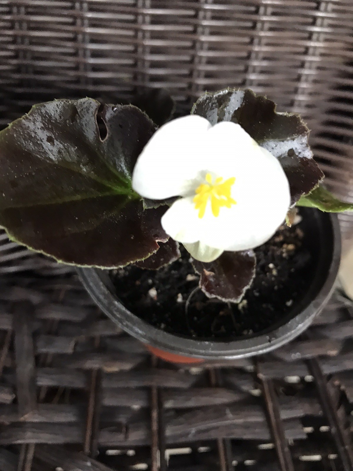 White Wax Begonia Live Plant in 3” Pot