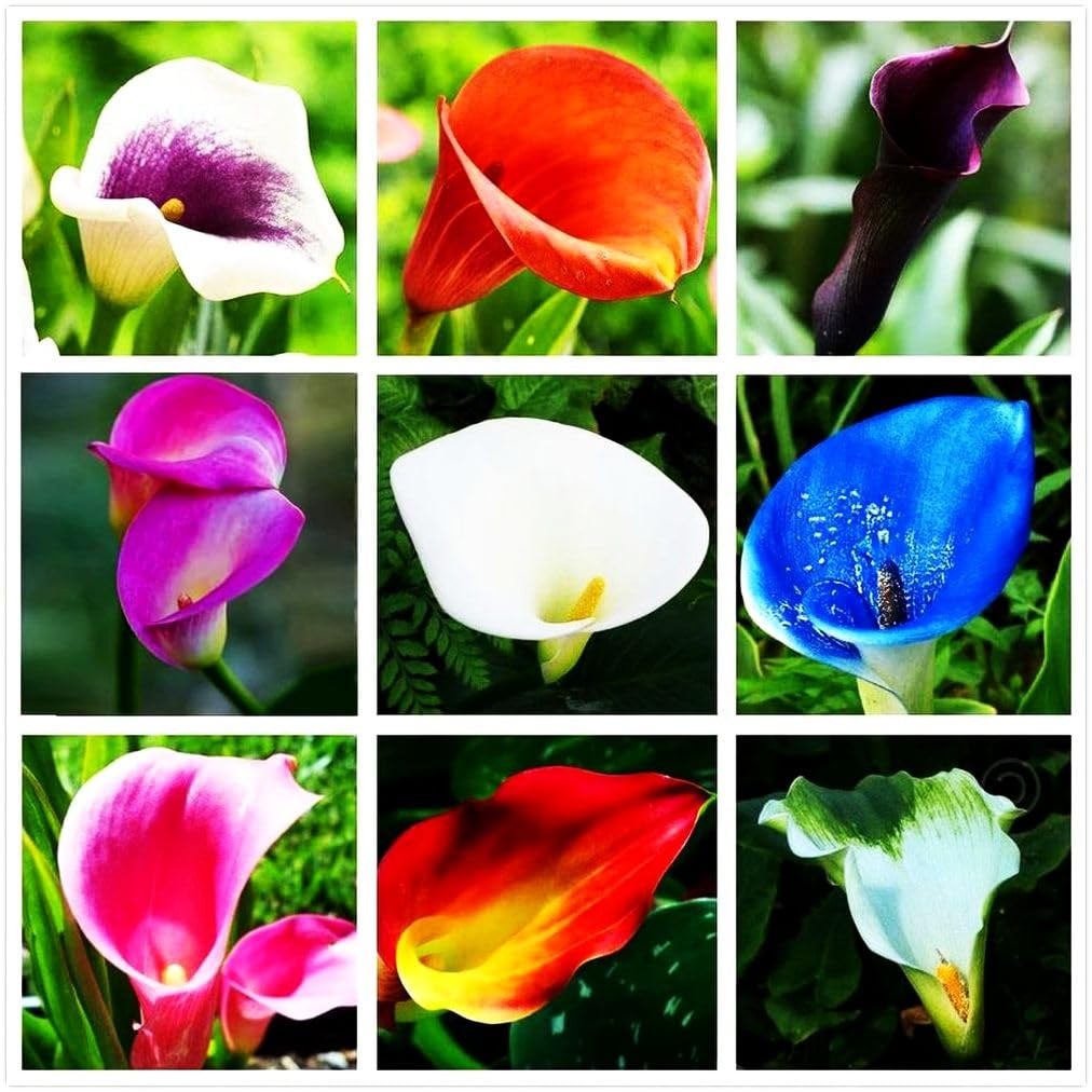 Calla Lily Seeds Beautiful Flowers – 100 Pcs Seeds