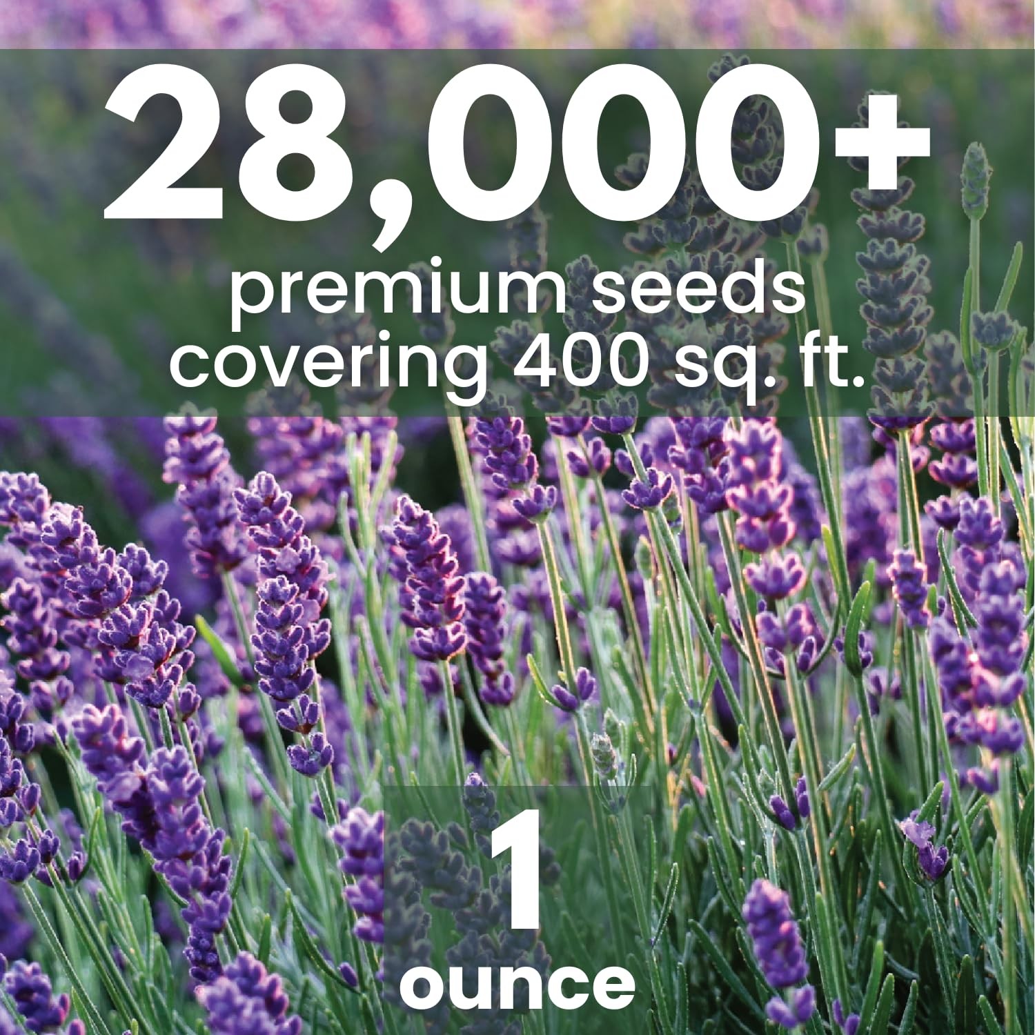 Lavender Seeds 28,000 for Planting 1 Ounce Pouch 2026 Season