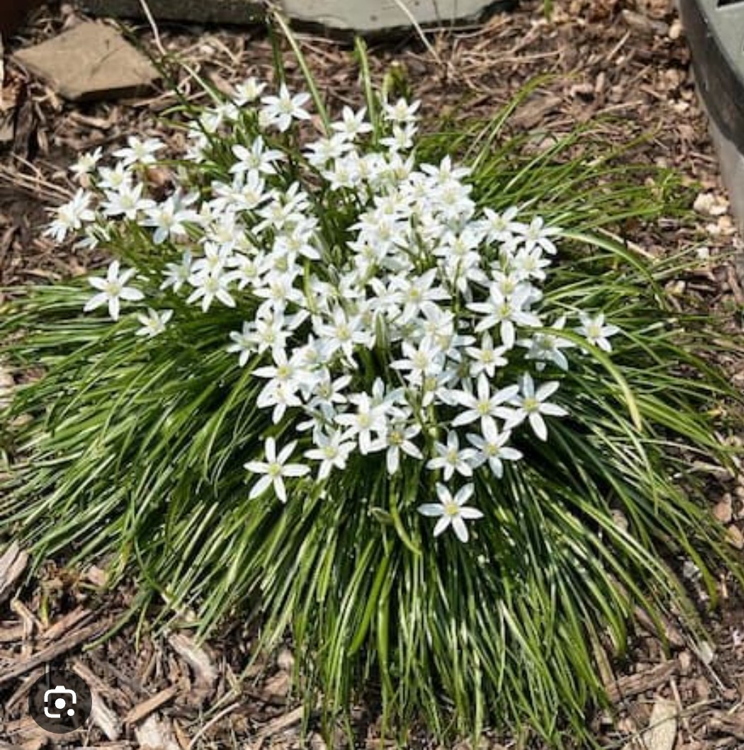 Beautiful Star of Bethlehem (Ornithogalum Umbetallum) Fresh Bulbs – 100 Bulbs!!!