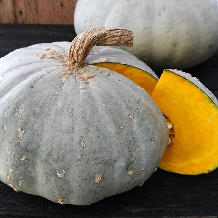 Sweet Meat Winter Squash 10 – 100 Seeds High Yielding Vigorous vines Pumpkin Pie