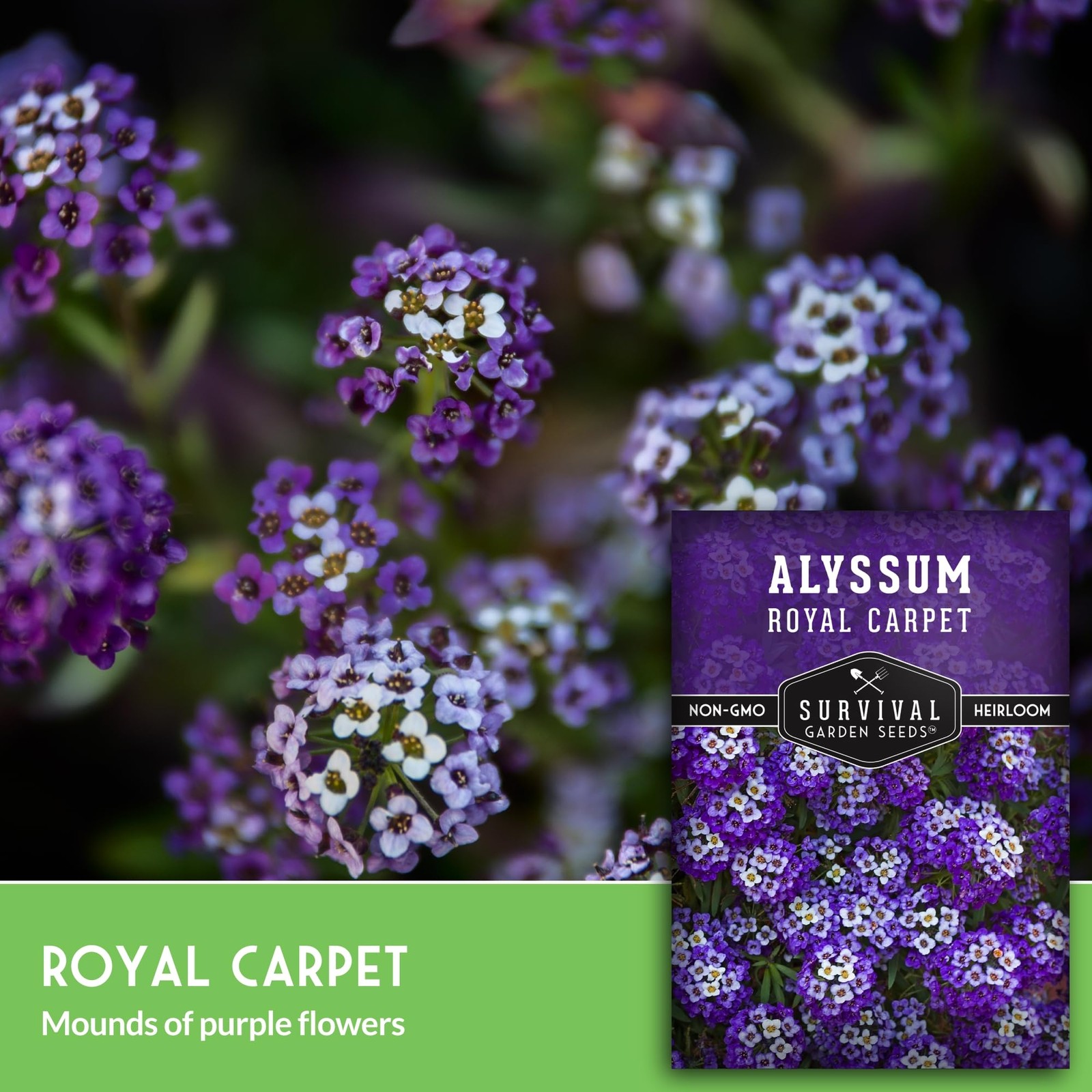 Alyssum Seeds Sweet Royal Carpet Purple Perennial Ground Cover NonGMO 3