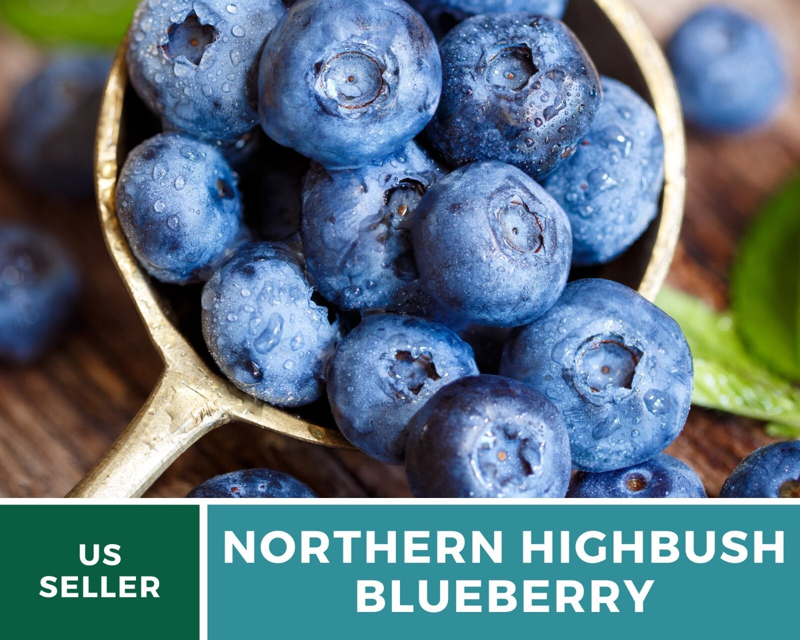 Blueberry, Northern Highbush – 50 Seeds, Heirloom Fruit (Vaccinium corymbosum)