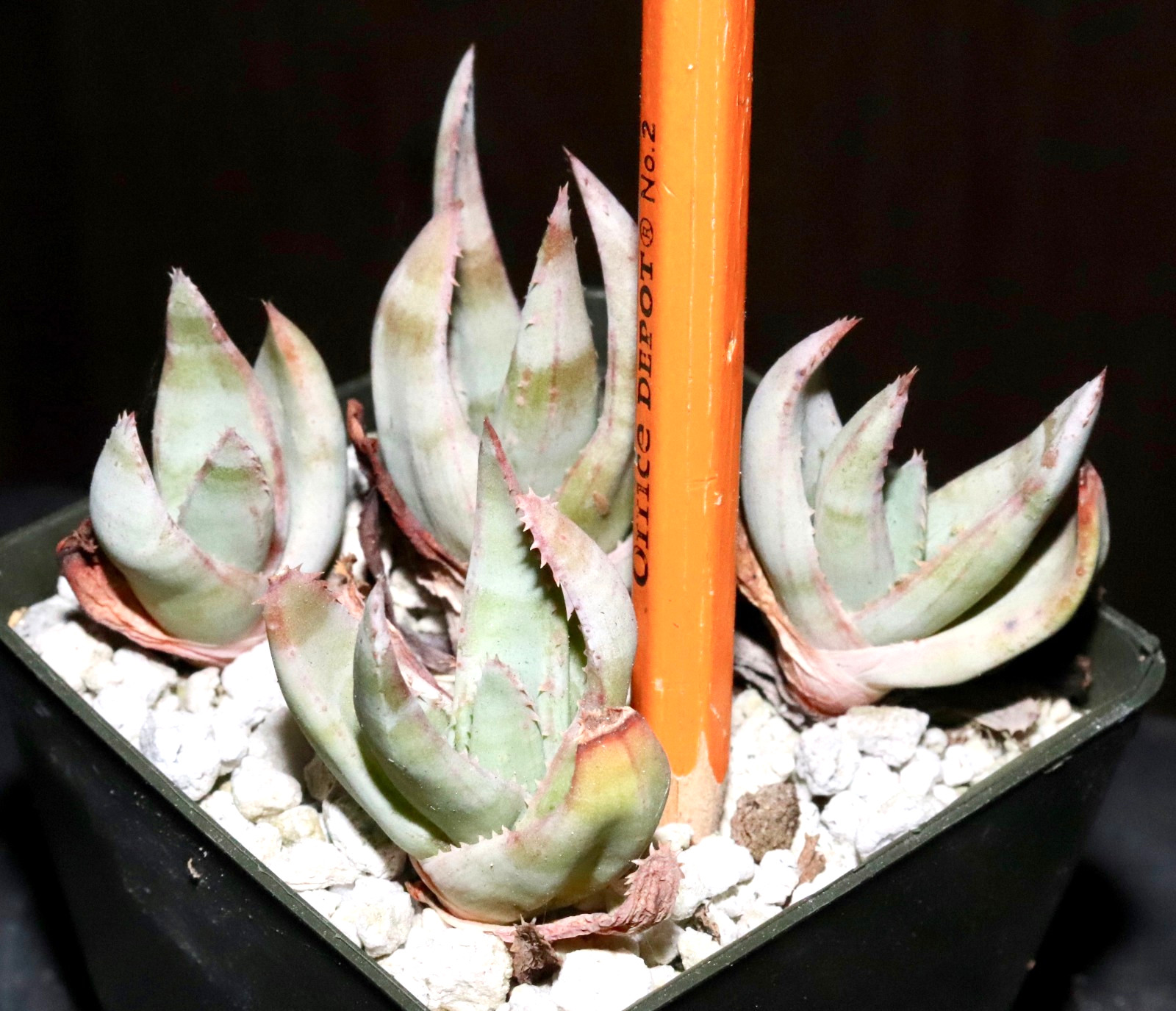 Aloe krapohliana dumoulinii Chalky & chunky seedlings