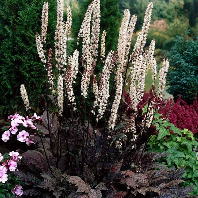 Actaea simplex Cimicifuga racemosa Atropurpurea 10 seeds