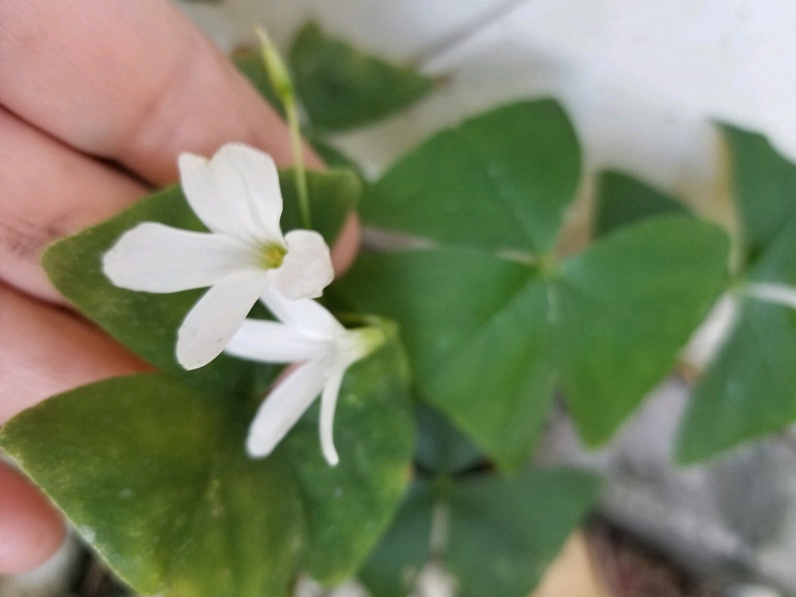 NO CALIFORNIA CORMS Small Bulbs Wood Sorrel Oxalis triangularis ssp. papilionace