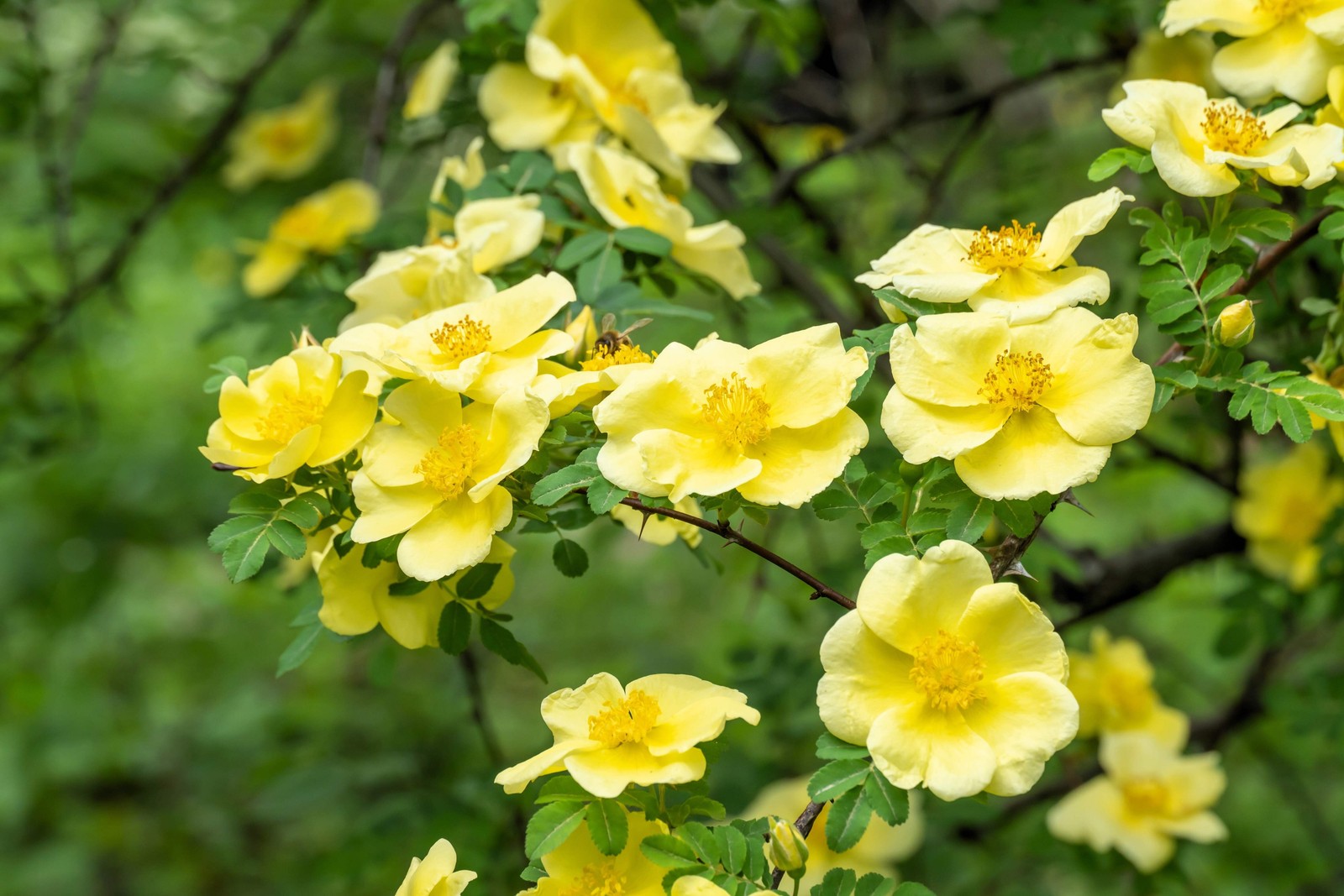 10 Golden YELLOW FATHER HUGO ROSE Rosa Hugonis Flower Seeds *Flat S/H