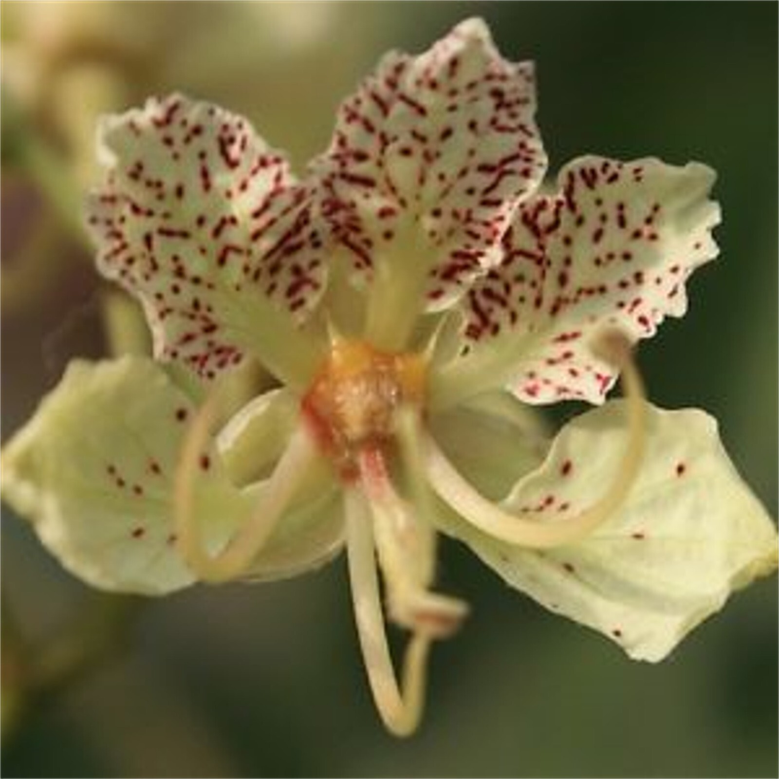 Bauhinia Semla Orchid Tree, B. Retusa, B. Roxburghiana 50 Seeds, USA
