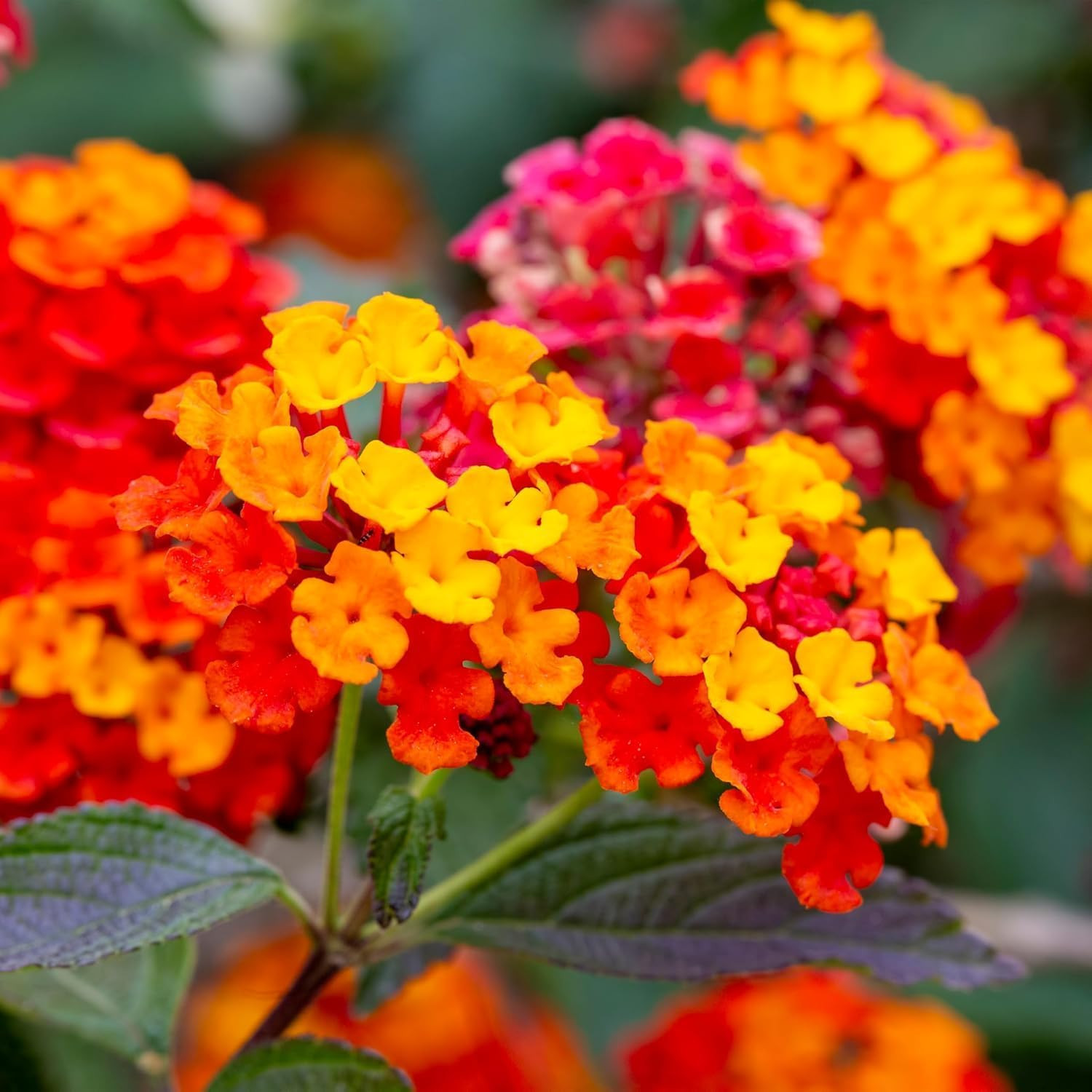 280+ Lantana Camara Mixed Colors Seeds, Non-Gmo, Fragrant Perennial Flower