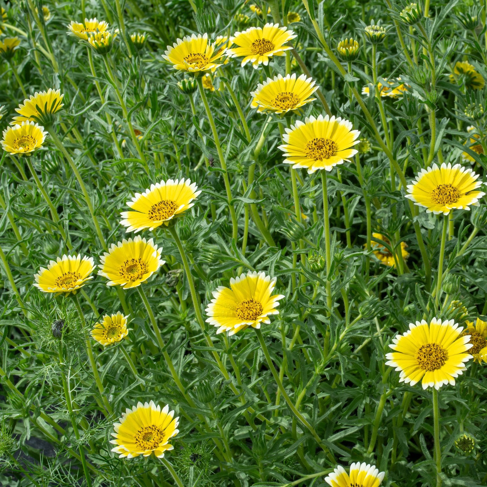 Layia Platyglossa Tidy Tips 150 Seeds. Free Shipping!