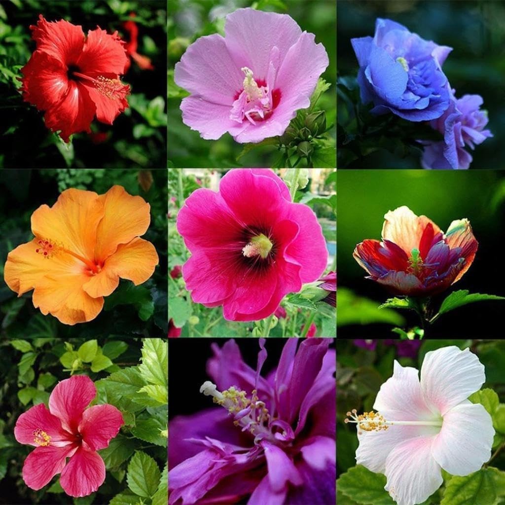 120+ PCS Mixed Giant Hibiscus Seeds for Planting Flowers Flower Outdoor Home …