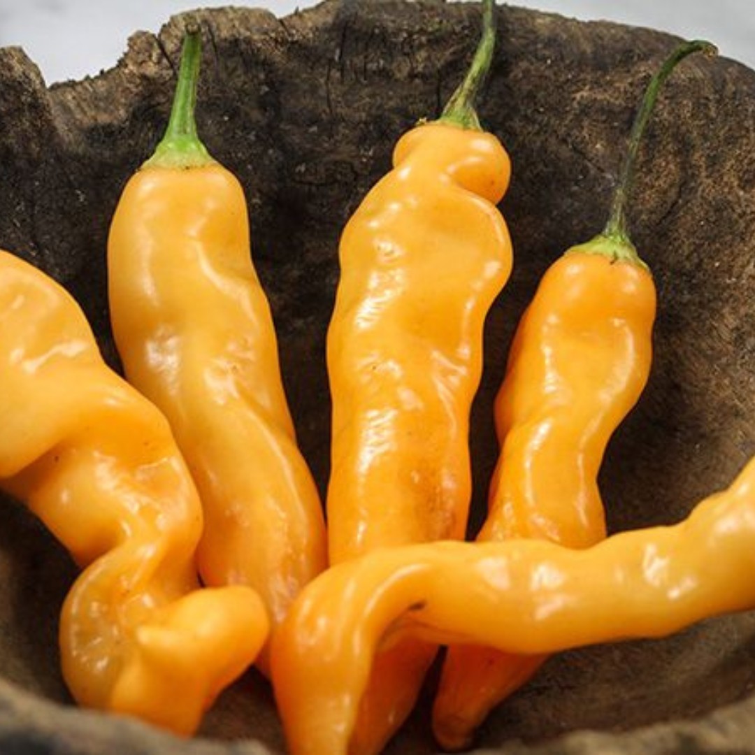 SUGAR RUSH PEACH HOT PEPPER SEEDS (20) / SWEET AND SPICY / SUPER RARE
