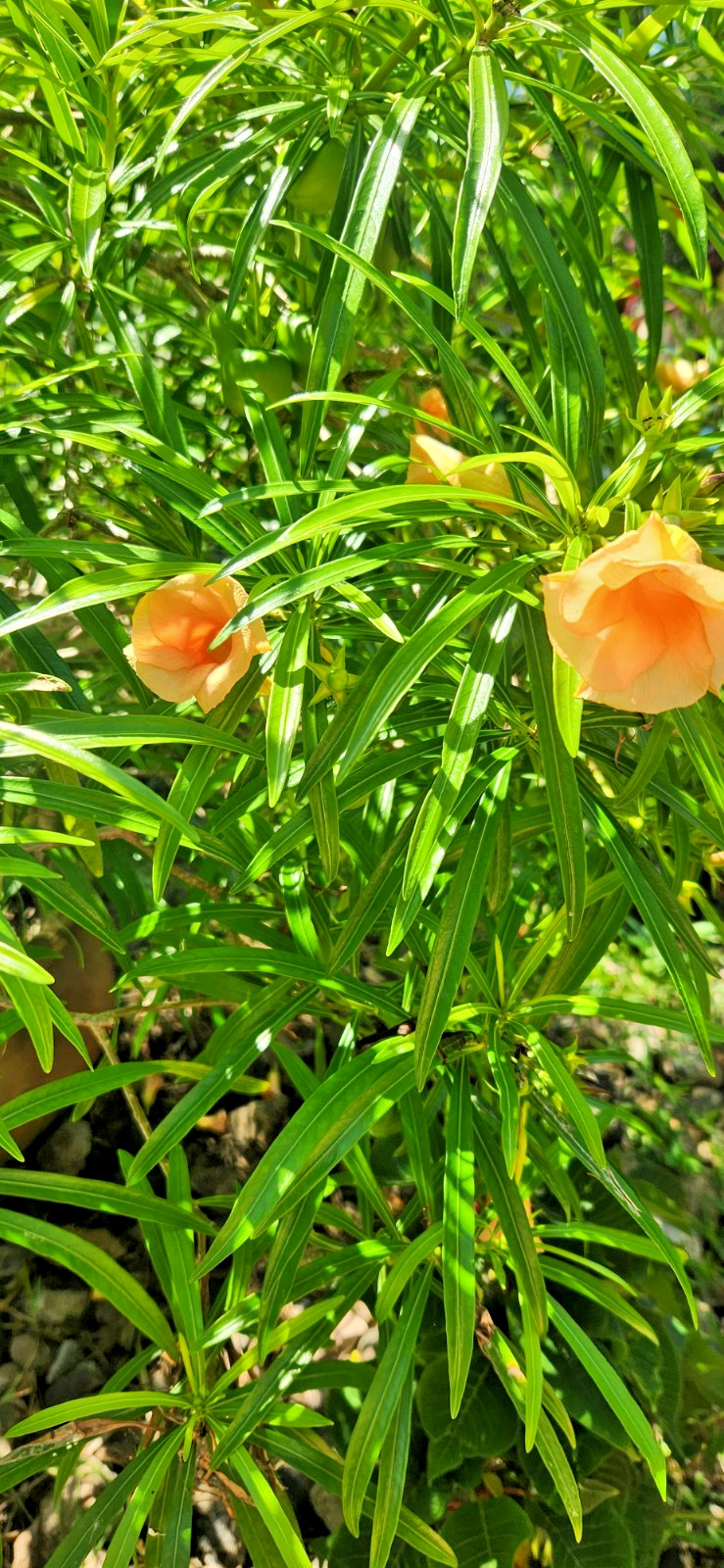Thevetia nereifolia (Orange Oleander peruviana) 2 started plants (5-7 inch)