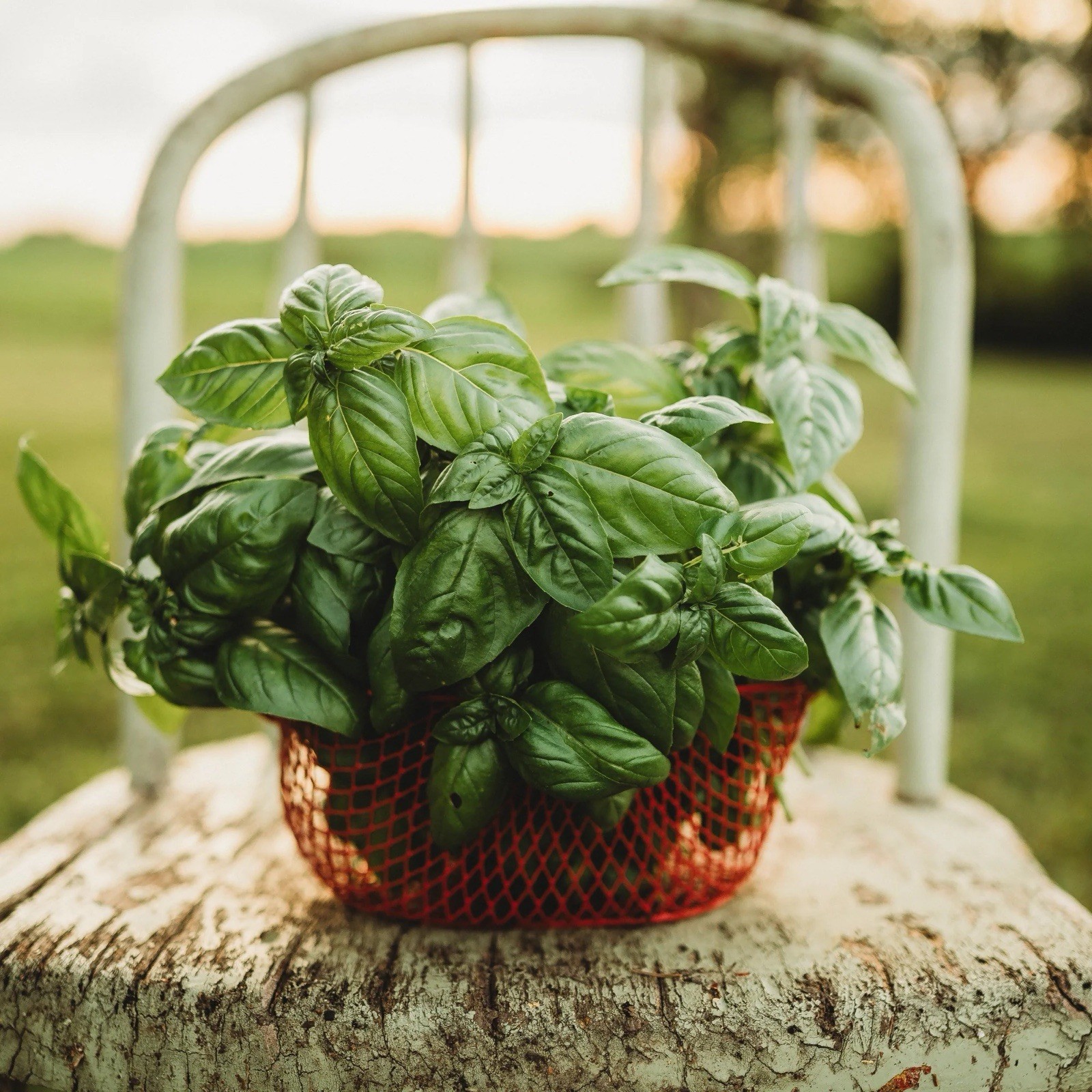 🔥Genovese Sweet Basil Seeds 100+ Italian Pesto Herb Garden Heirloom Non-GMO🇺🇸