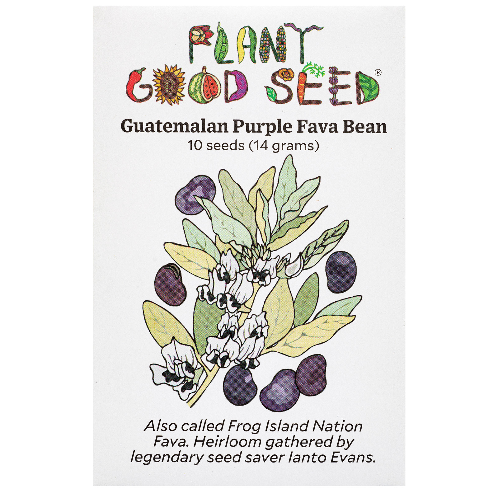 Guatemalan Purple Fava Bean Seeds: Certified Organic Heirloom, Cover Crop