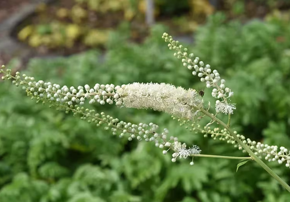 Black Cohosh – 5 Live Root Systems – No Ship to AK, HI & P.R.