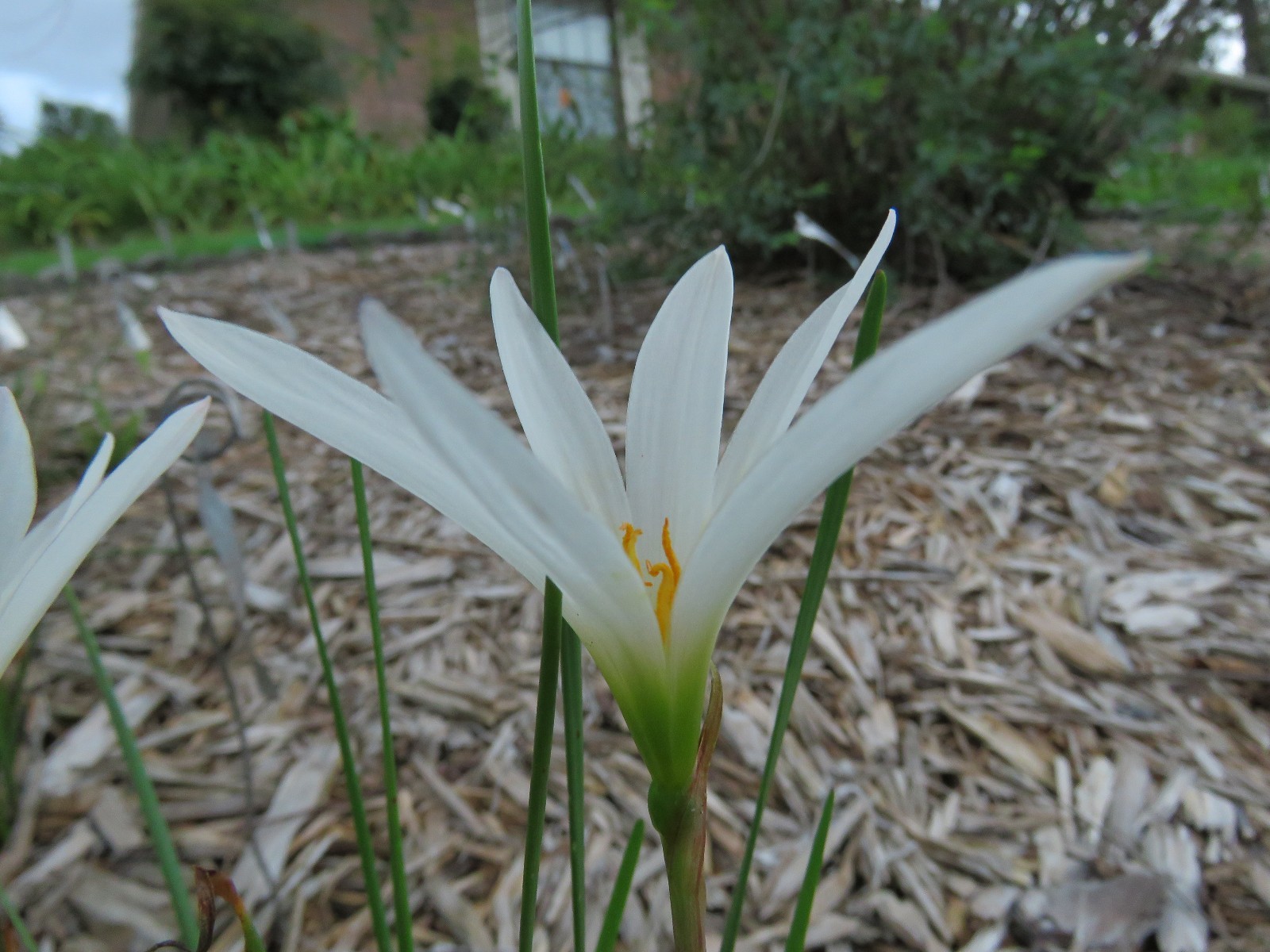 Rain Lily, Zephyranthes Bangkok White , 2 bulbs, NEW, habranthus