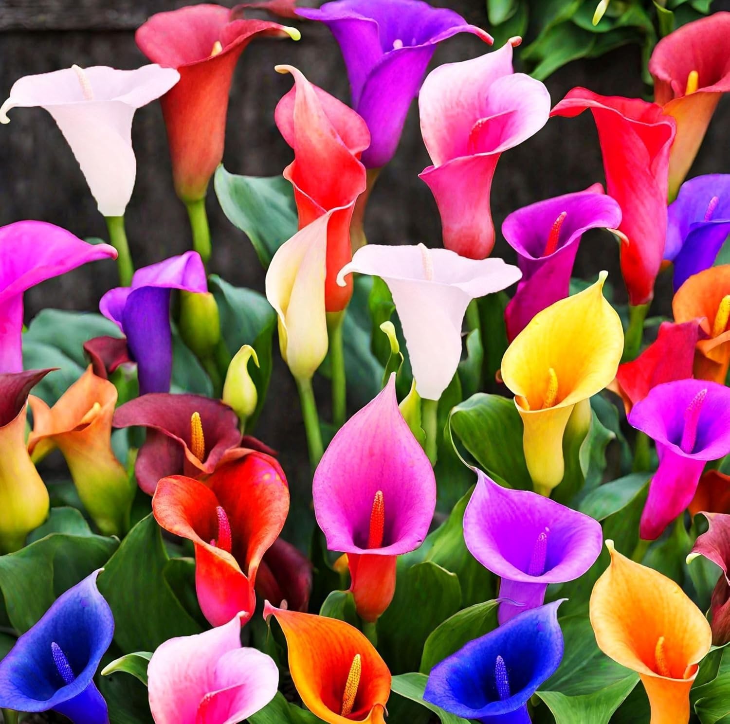 Germinate 100 Mixed Color Calla Lily Seeds – Ideal for Spring Planting