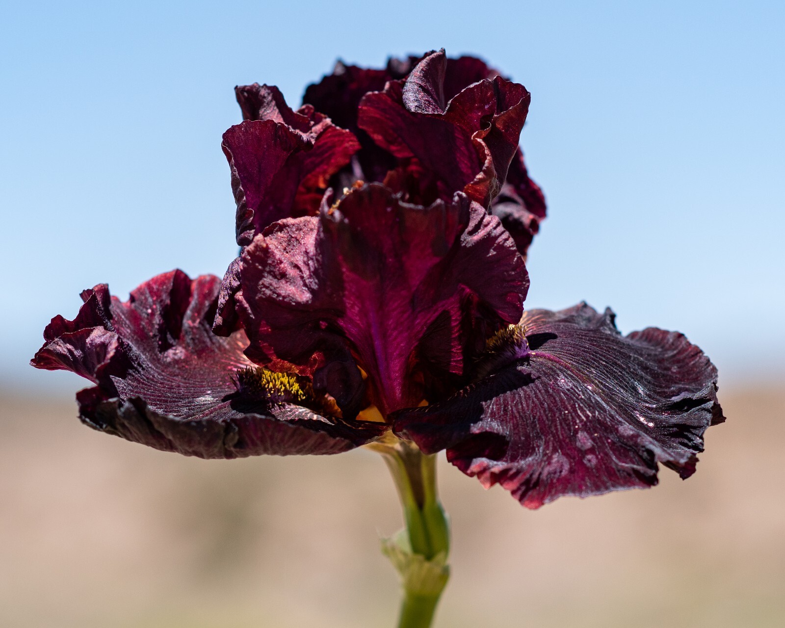 **Sweet Cherry Wine** Tall Bearded Iris. Freshly Dug, Combined Ship: Jul – Sep