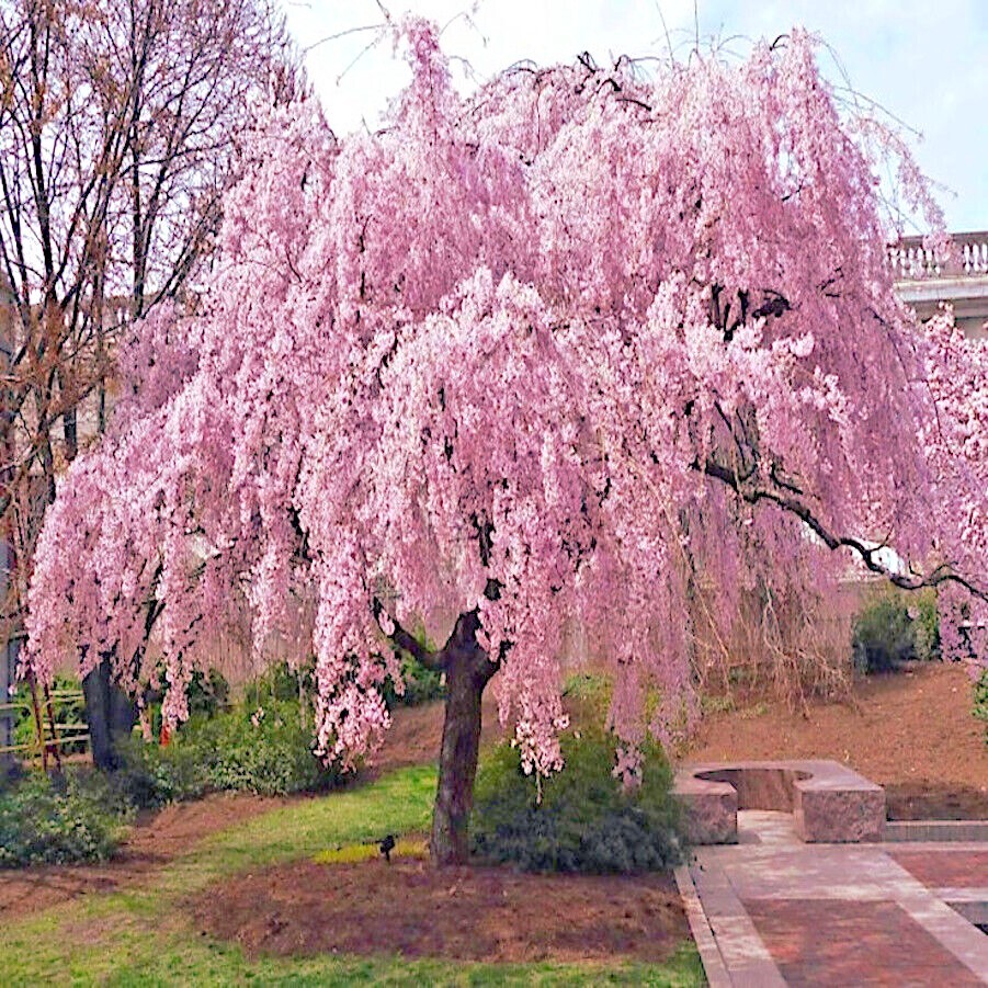 Japanese “WEEPING SAKURA” Cherry Blossom Flower Tree Seeds (pendula) Fast Hardy