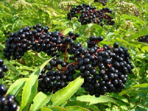 One live rooted plant of Elderberry, Sambucus nigra, shipped bare root.