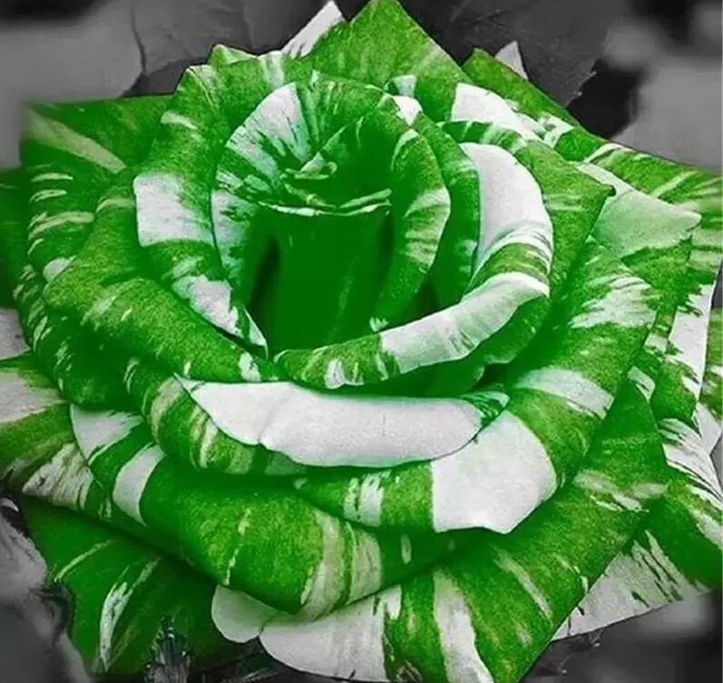 25 PACK STRIPED hybrid ROSE SEEDS for germination garden flower bed plant bush