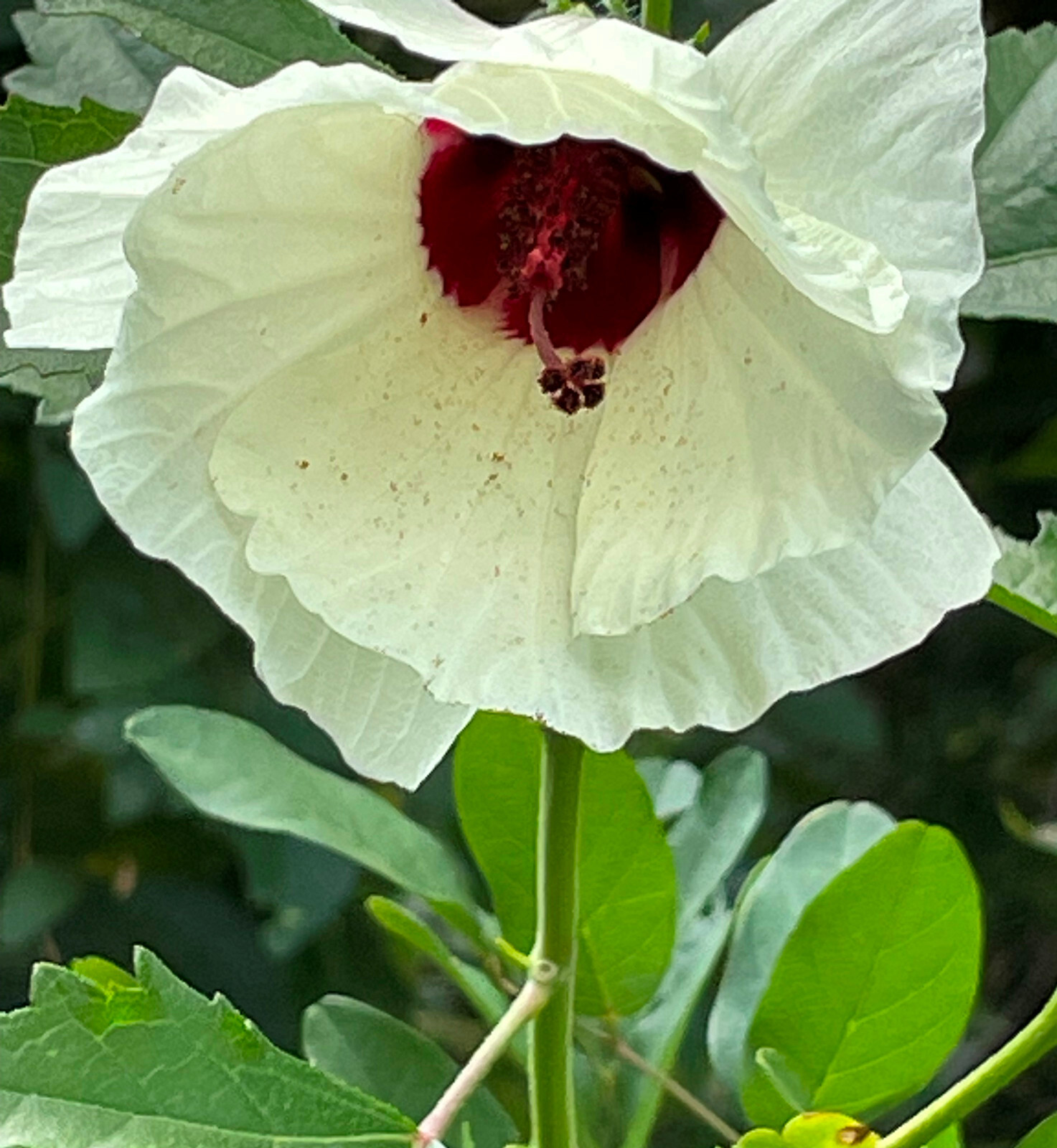 Swamp Rose Mallow seeds, (Hibiscus Moechetos) 25+ seeds