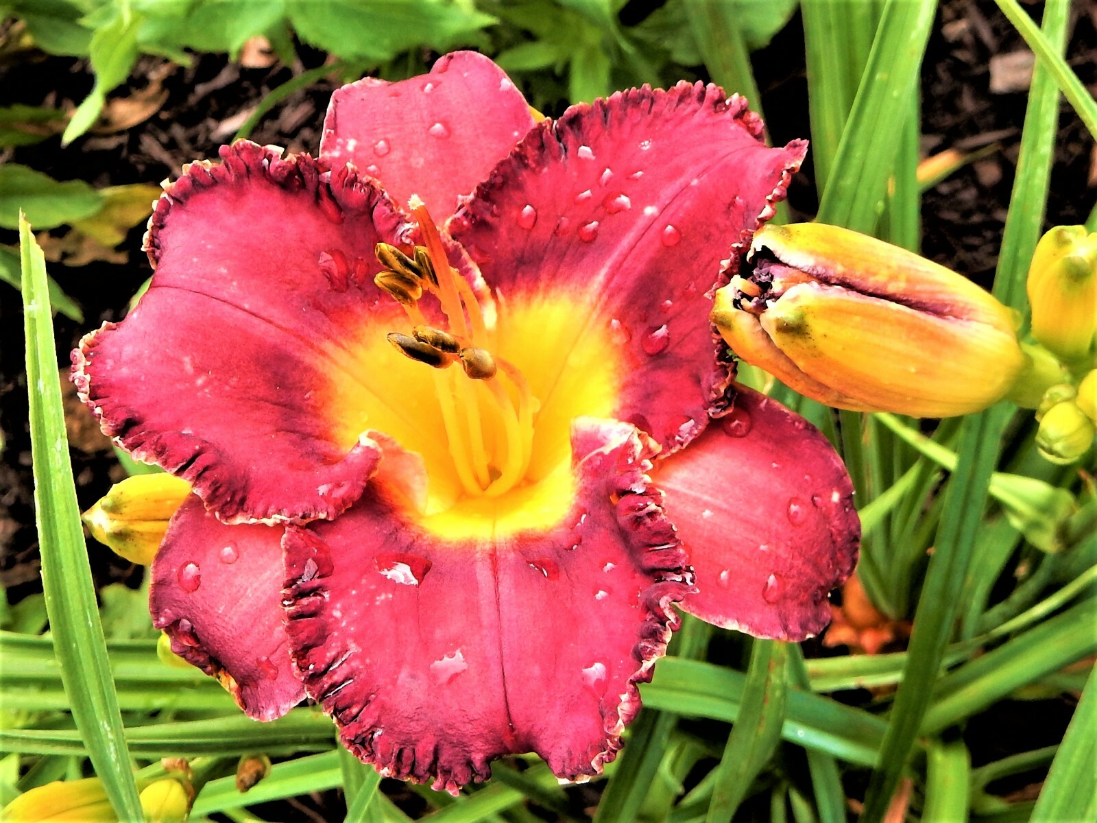 Hemerocallis “ROSY RETURNS” – Fragrant/ Reblooming/ Perennial – 4 Plants