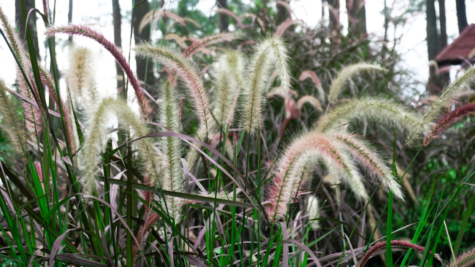 25 PURPLE FOUNTAIN GRASS Ornamental Pennisetum Setaceum Dark Burgundy Flower See