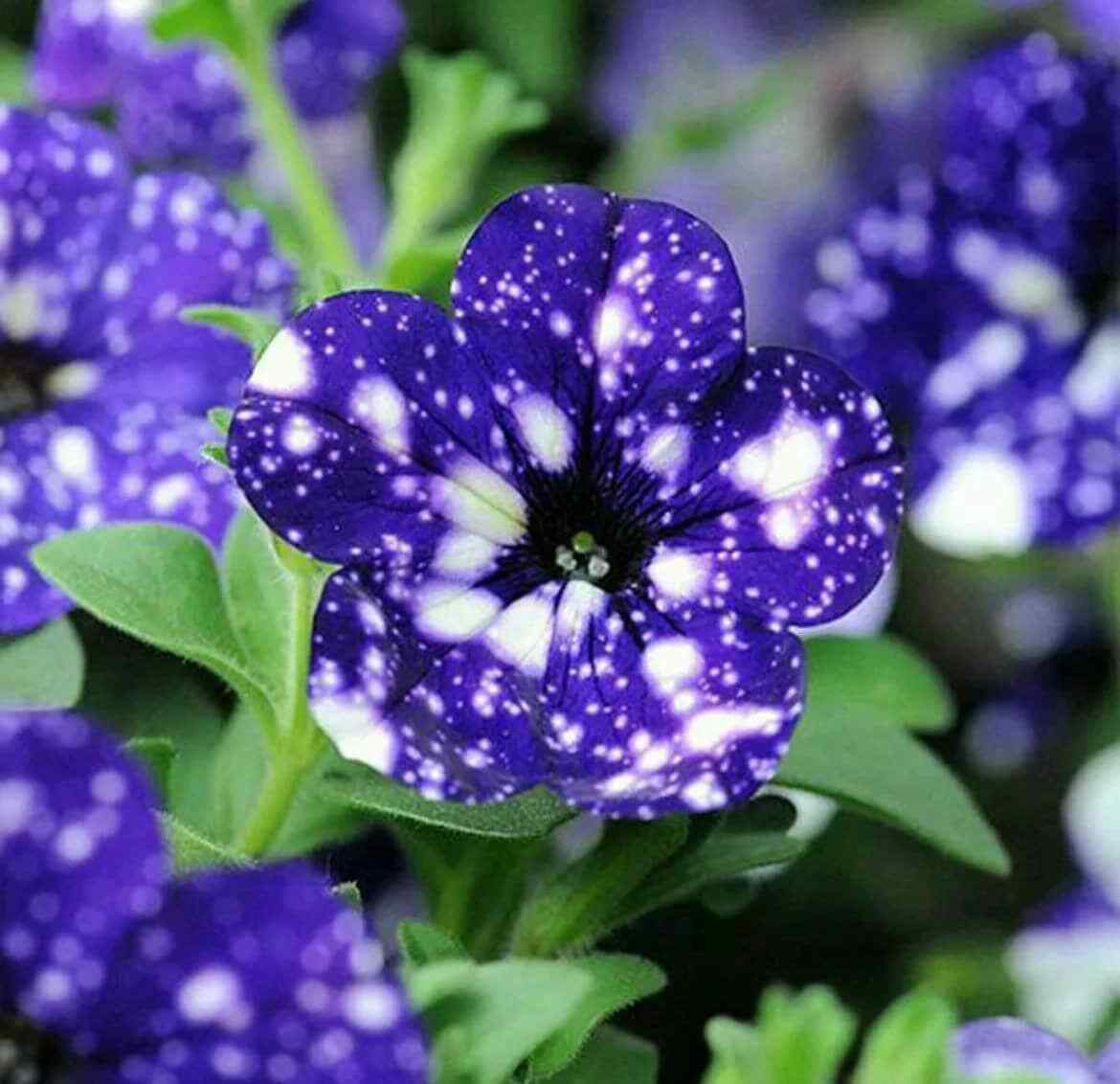 Petunia Starry Sky Blue Seeds ~ Night Sky ~ Grow Your Own ~ Spring Flowers ~