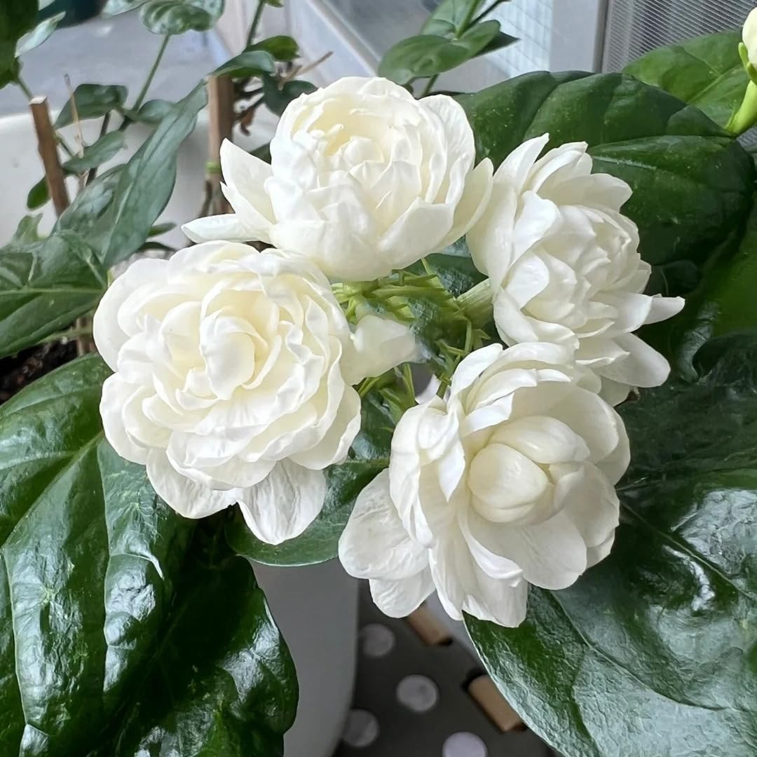 Jasmine Flower Seeds for Planting, 300+ Double Jasminum Sambac Seeds, Fragrant F