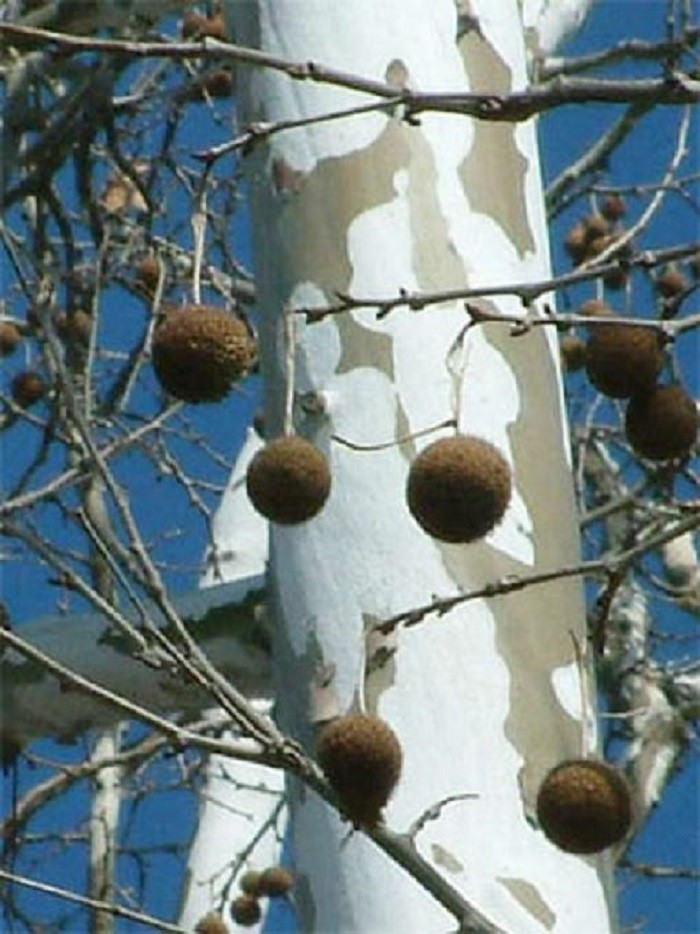 2-3 ft tall American Sycamore Tree – Platanus occidentalis 2 year old tree
