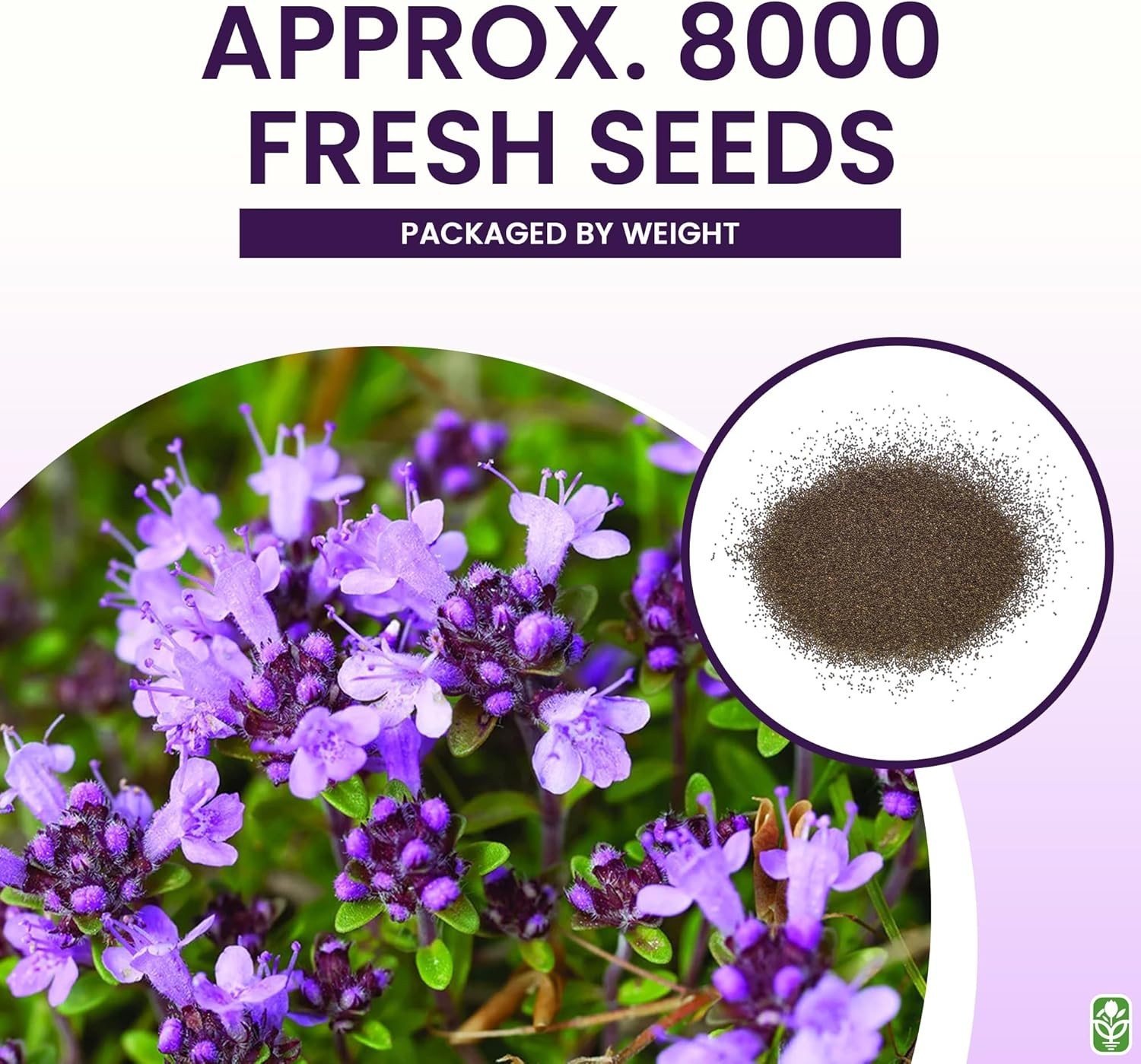 Transform Your Garden with 8000 Creeping Thyme Seeds – Attract Wildlife & Beauty