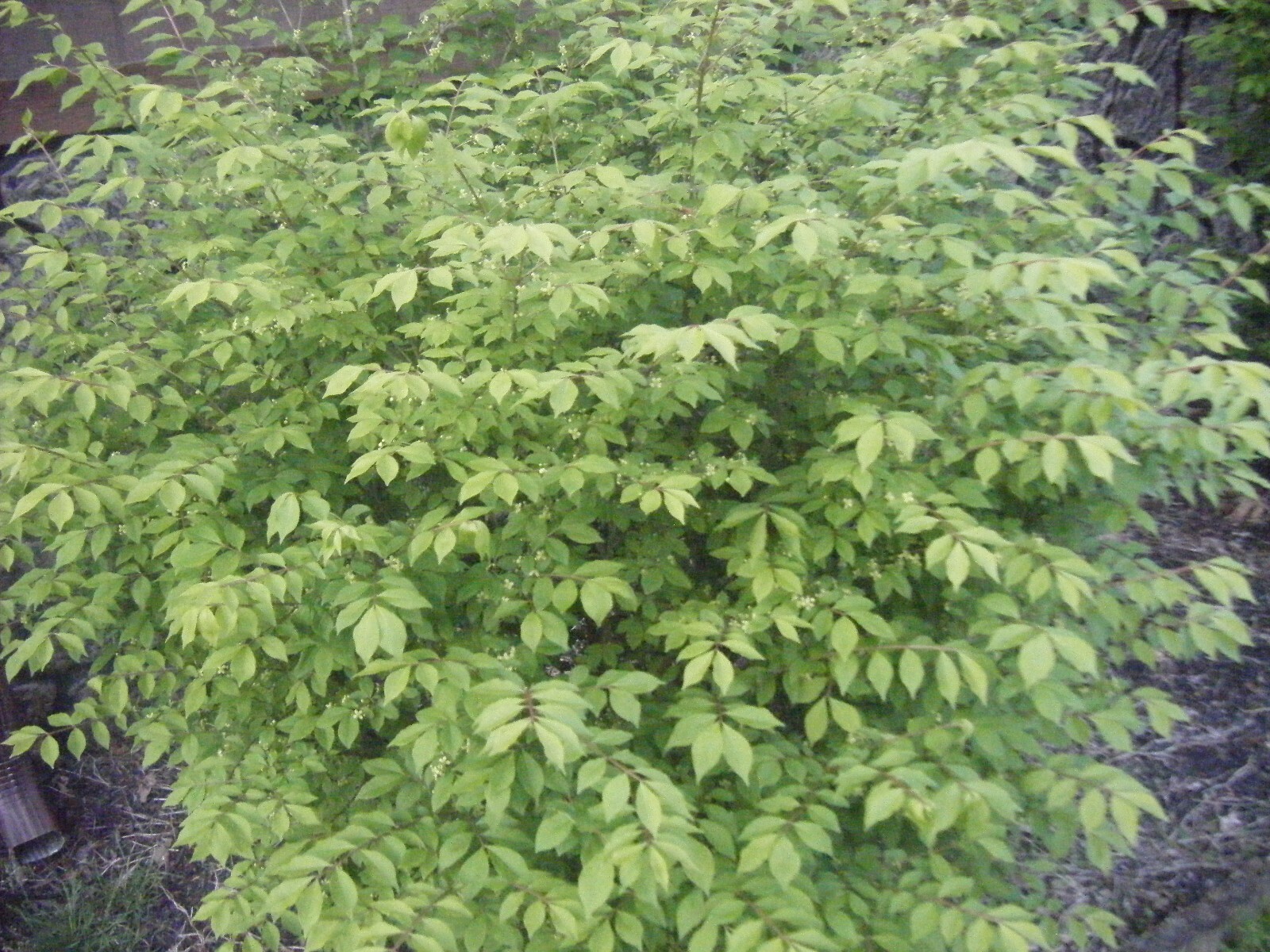1 Red In Fall Burning Bush Shrubs Plants Beauty Heart PLANTS 5-8 INCHS TALL