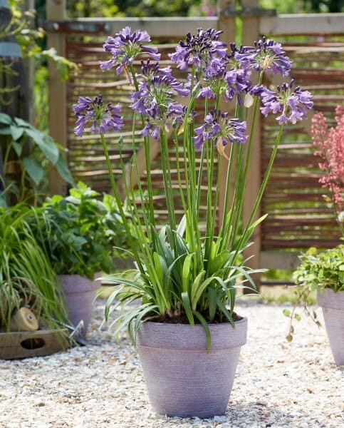 Blue Lily of the Nile Rooted Adult Plant – READY TO PLANT IN THE GROUND!