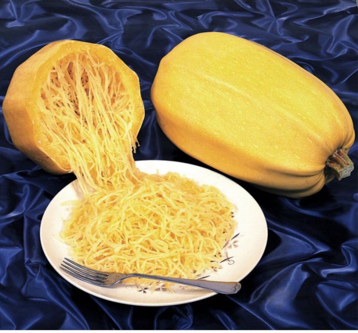 SQUASH, VEGETABLE SPAGHETTI 0880043 (Treated) Stokes Seeds Holland Seeds 50lb