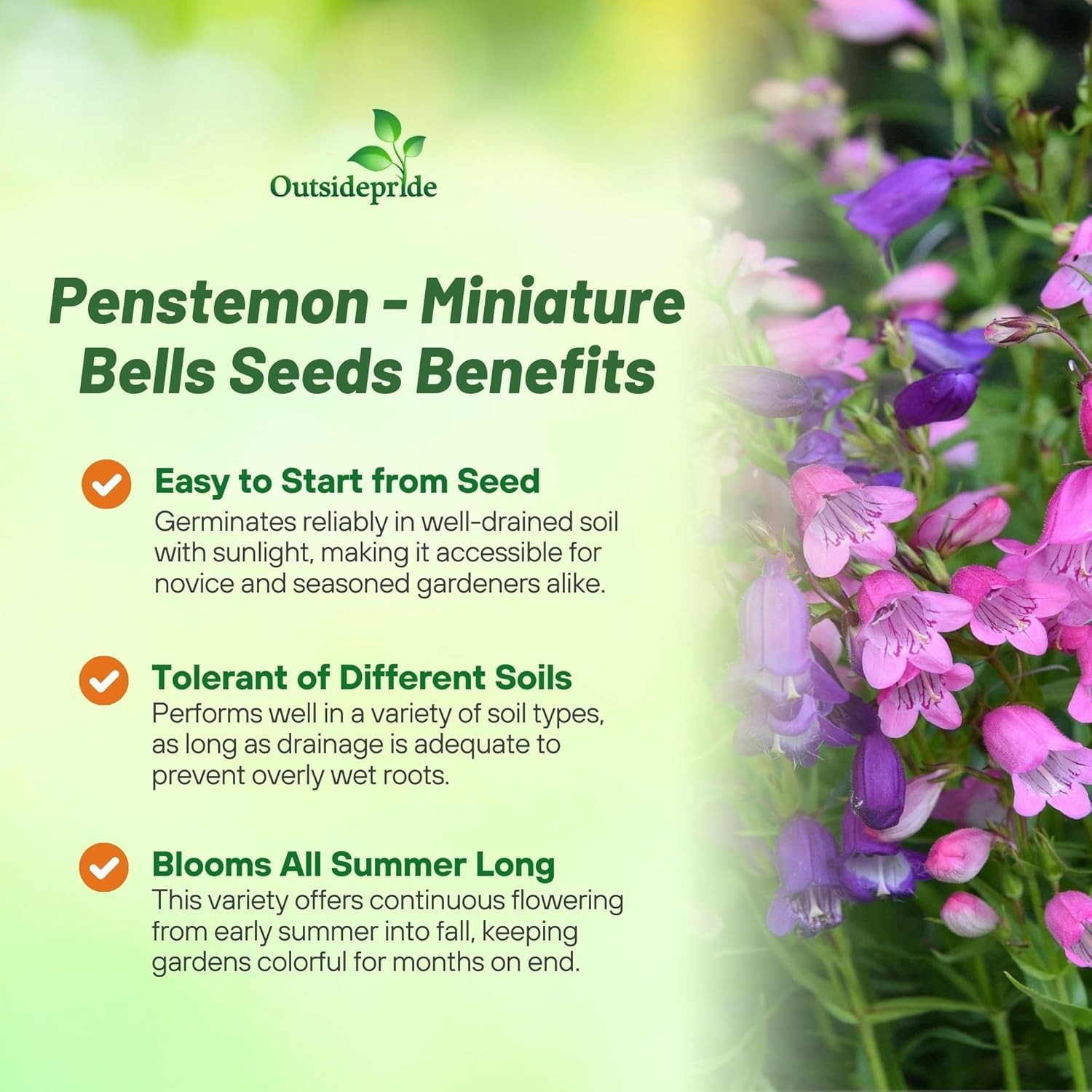 250 Seeds Penstemon mexicali Miniature Bells Garden Flowers