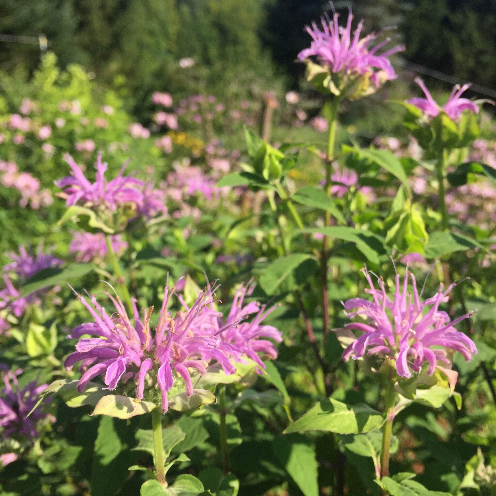 Lavender Bergamot Seeds (Monarda fistulosa) ~Native Wildflower Pollinator Garden