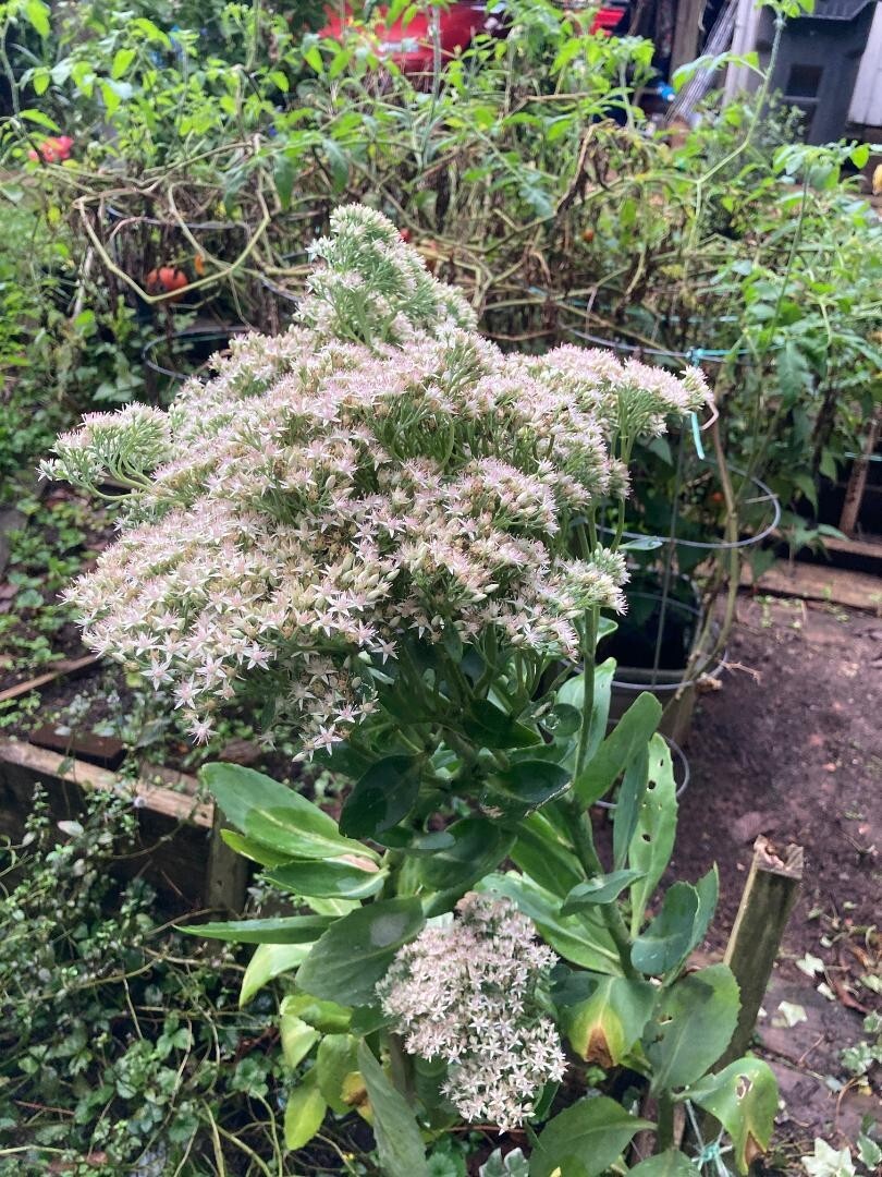 White Crystal Pink Sedum Stone Crop Perennial Flowers 100 + SEEDS USA Grown