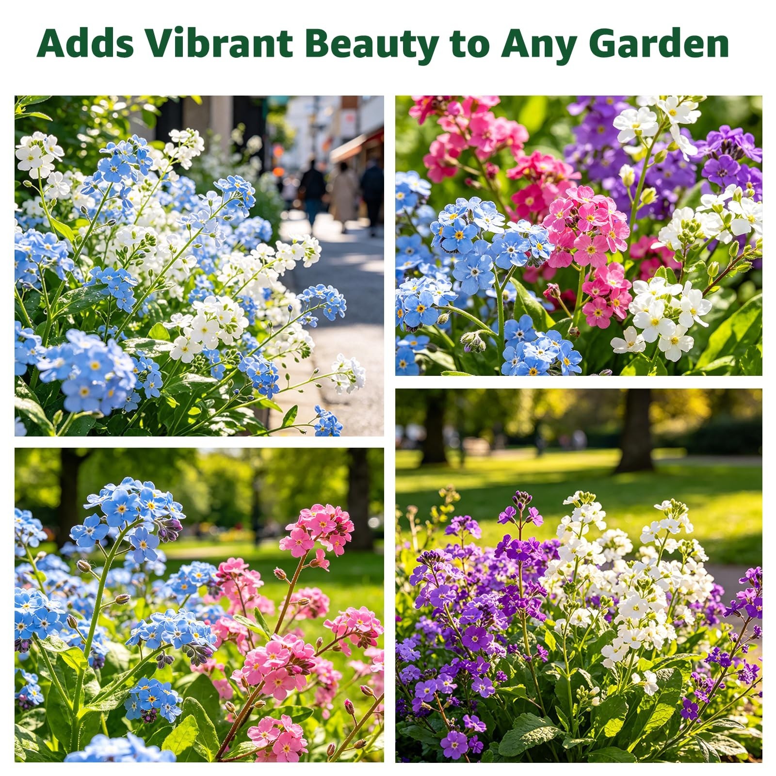 5600+ Forget Me Not Seeds – Easy to Grow Blue Perennial Wildflowers for Gardens