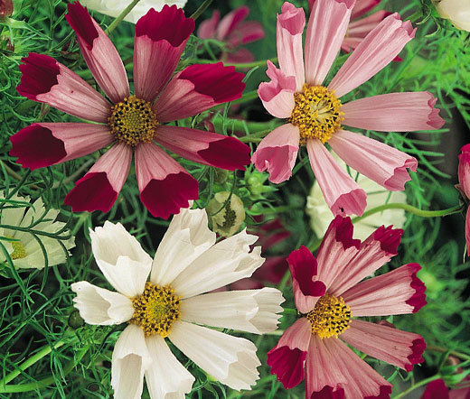 COSMOS SEA SHELLS Cosmos Bipinnatus – 2,500 Bulk Seeds