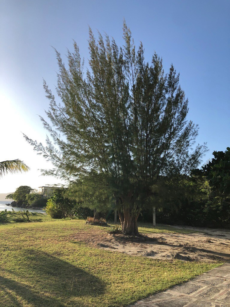 Australian Beach Pine Tree | Premium Seeds | Casuarina equisetifolia | Plants’®