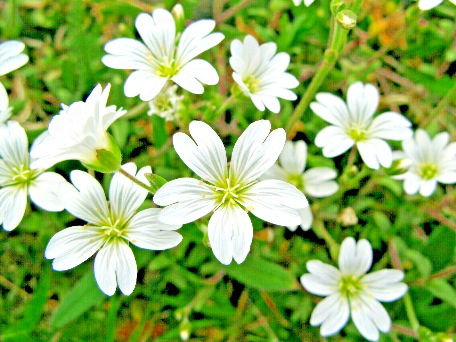 501+SNOW IN SUMMER Flower Seeds Perennial Flowering Groundcover Drought Tolerant